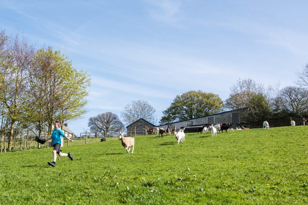 How did we discover kefir on the farm?