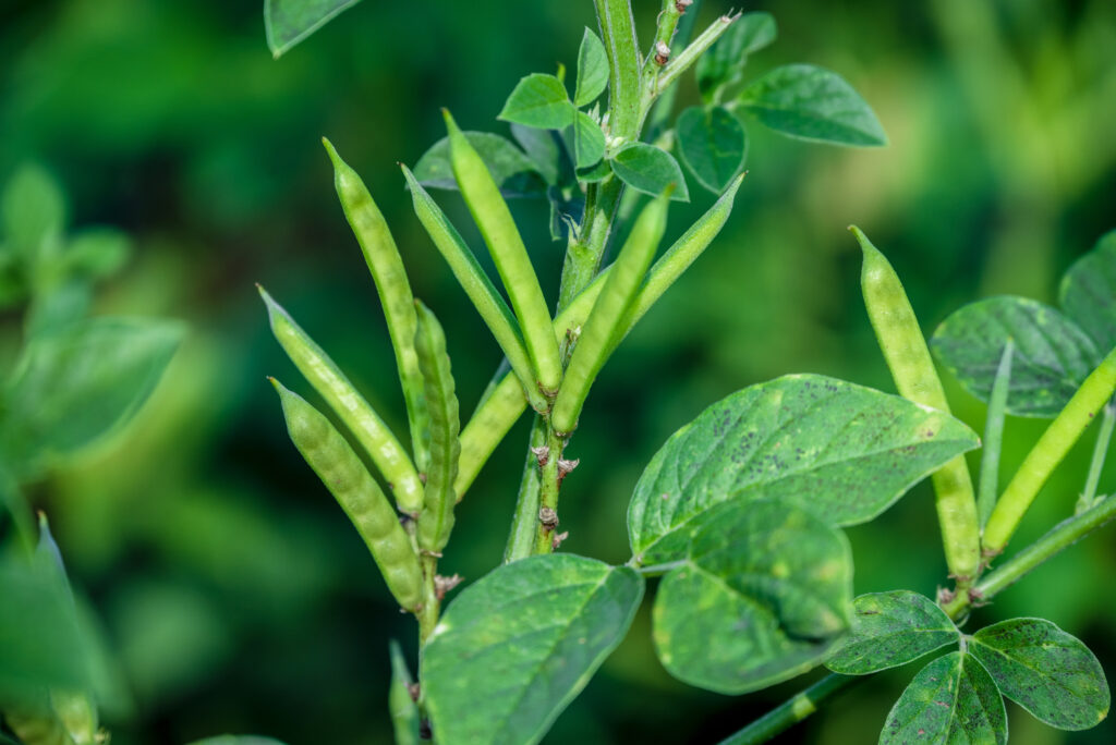 garden fresh indian vegetable green cluster beans or guar beans also known in india as guwar,guvar bean,guar bean on plant in garden