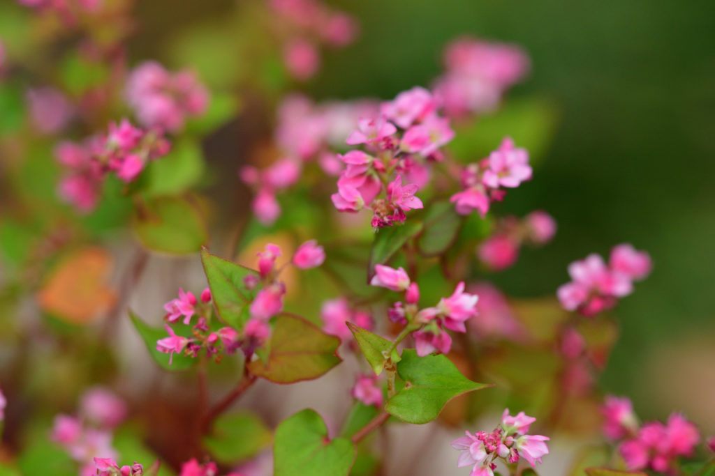 4 reasons to add buckwheat into your diet