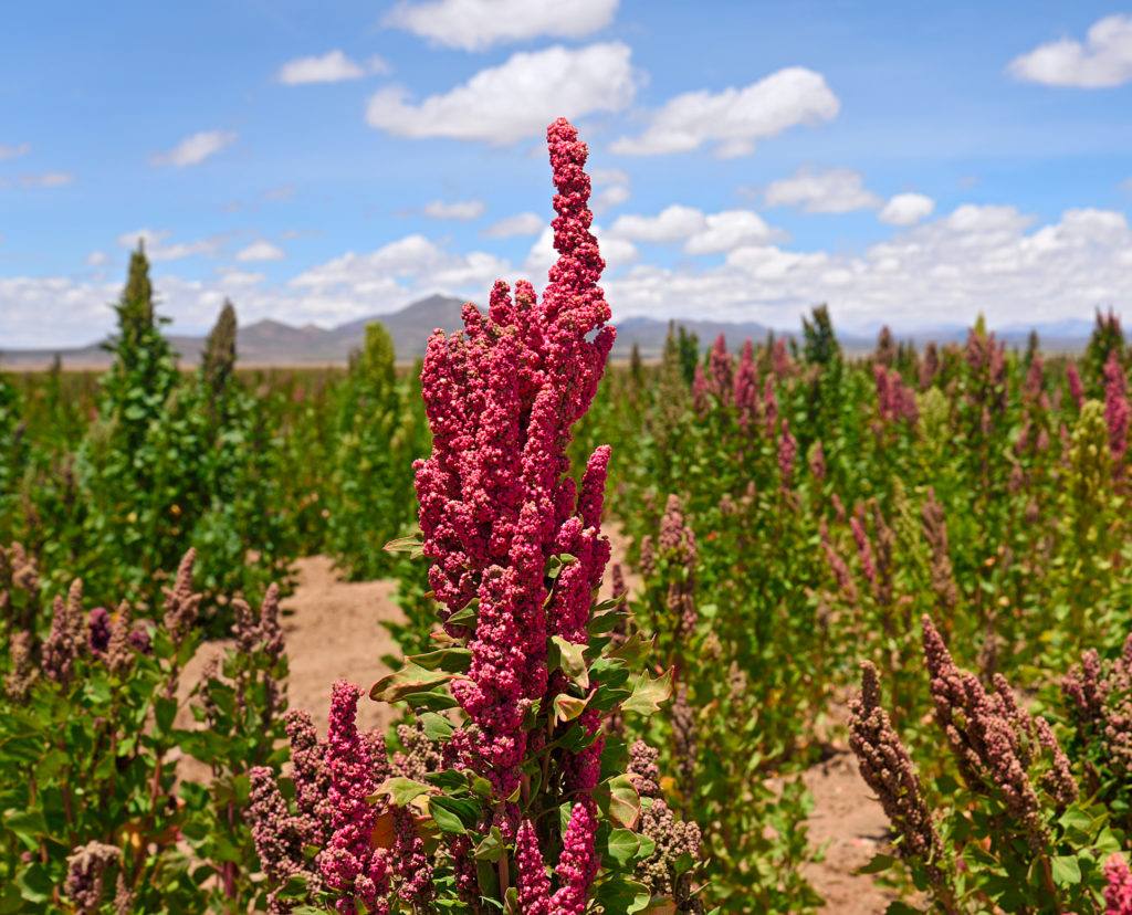 5 reasons to add quinoa into your diet!