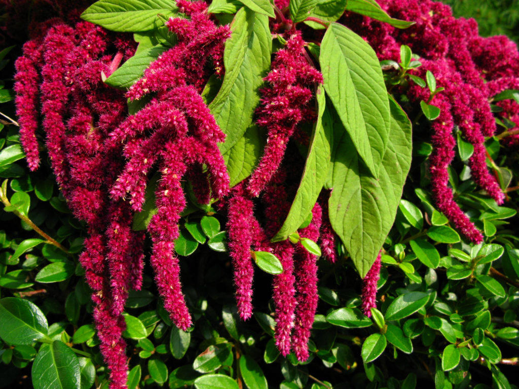 5 health benefits of amaranth!