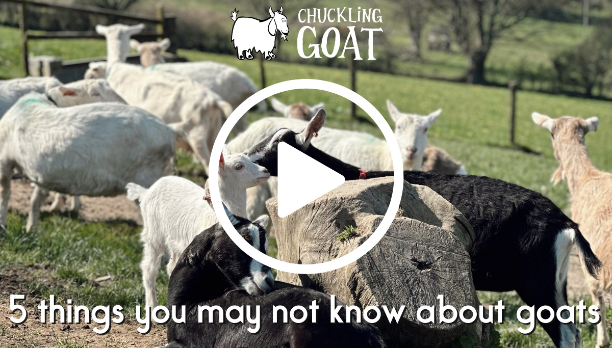 5 things you may not know about goats | Chuckling Goat