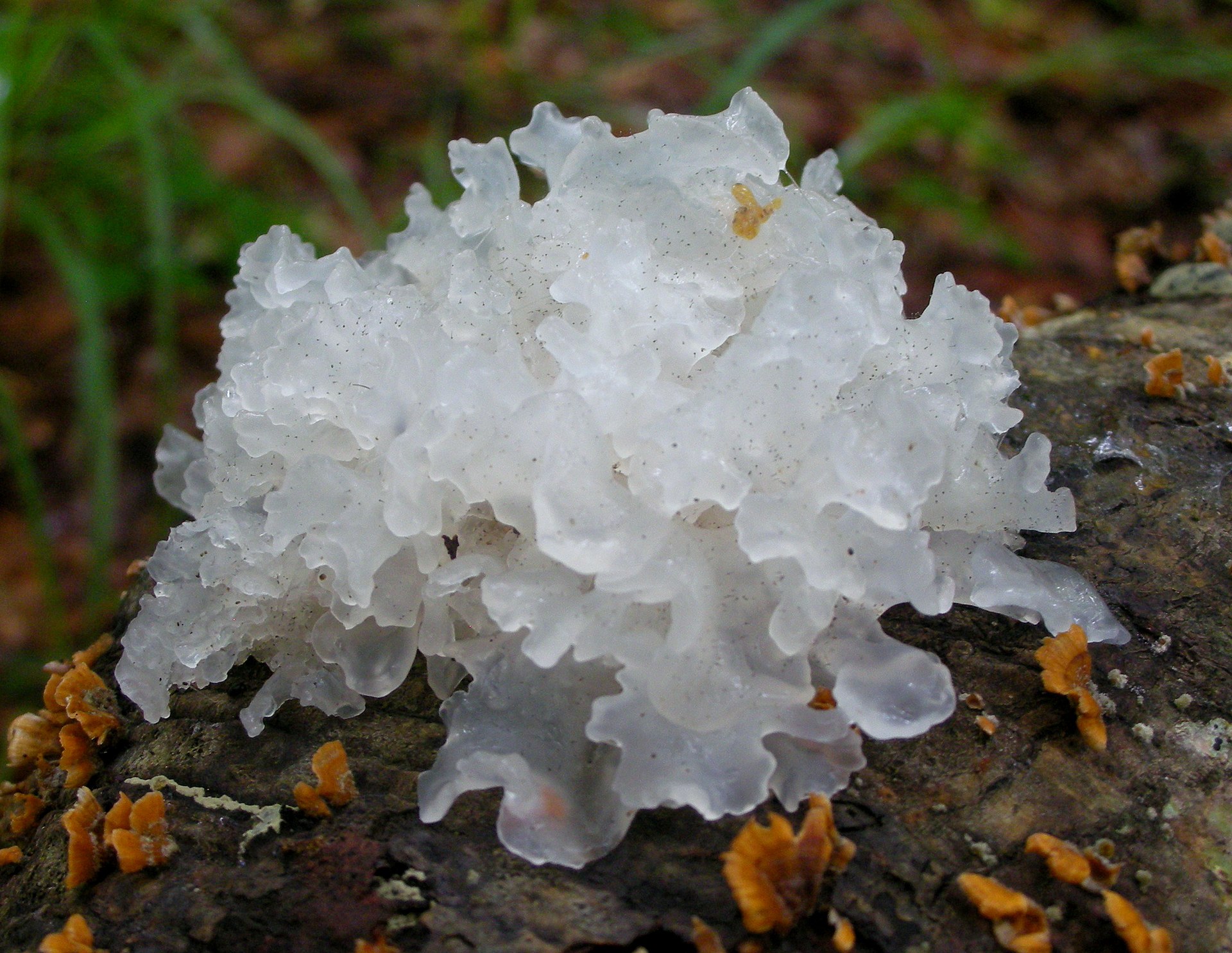 Tremella mushrooms