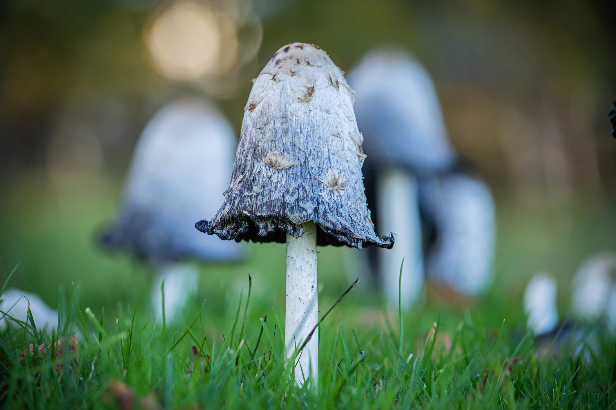 Shaggy Ink Cap mushrooms