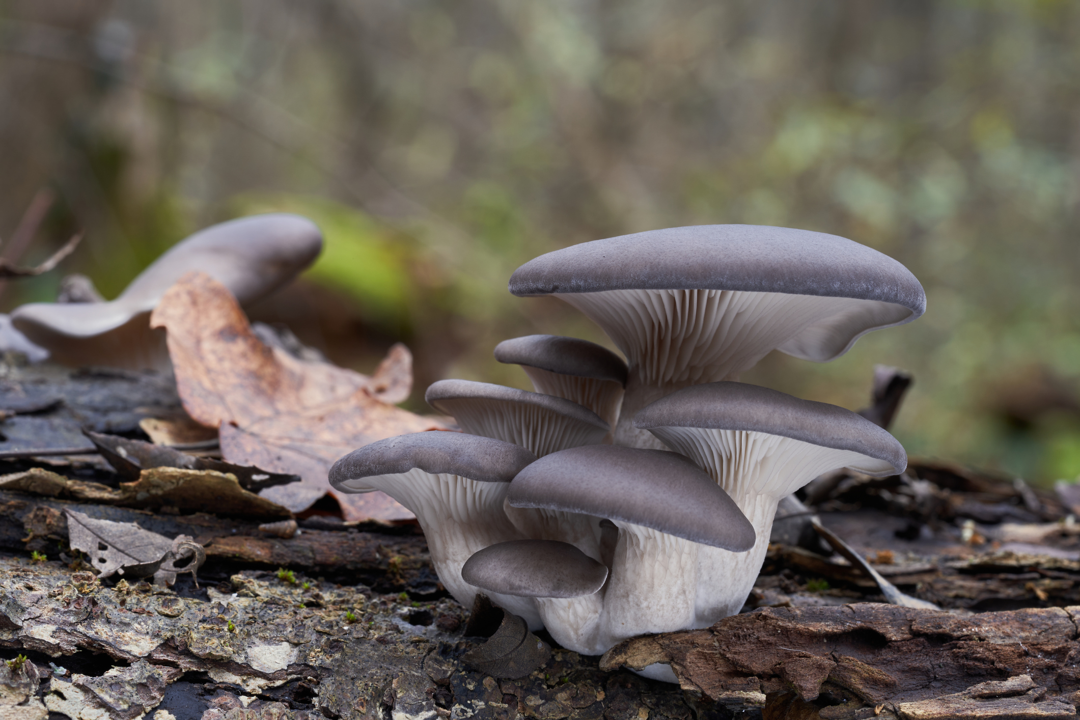 Oyster mushrooms