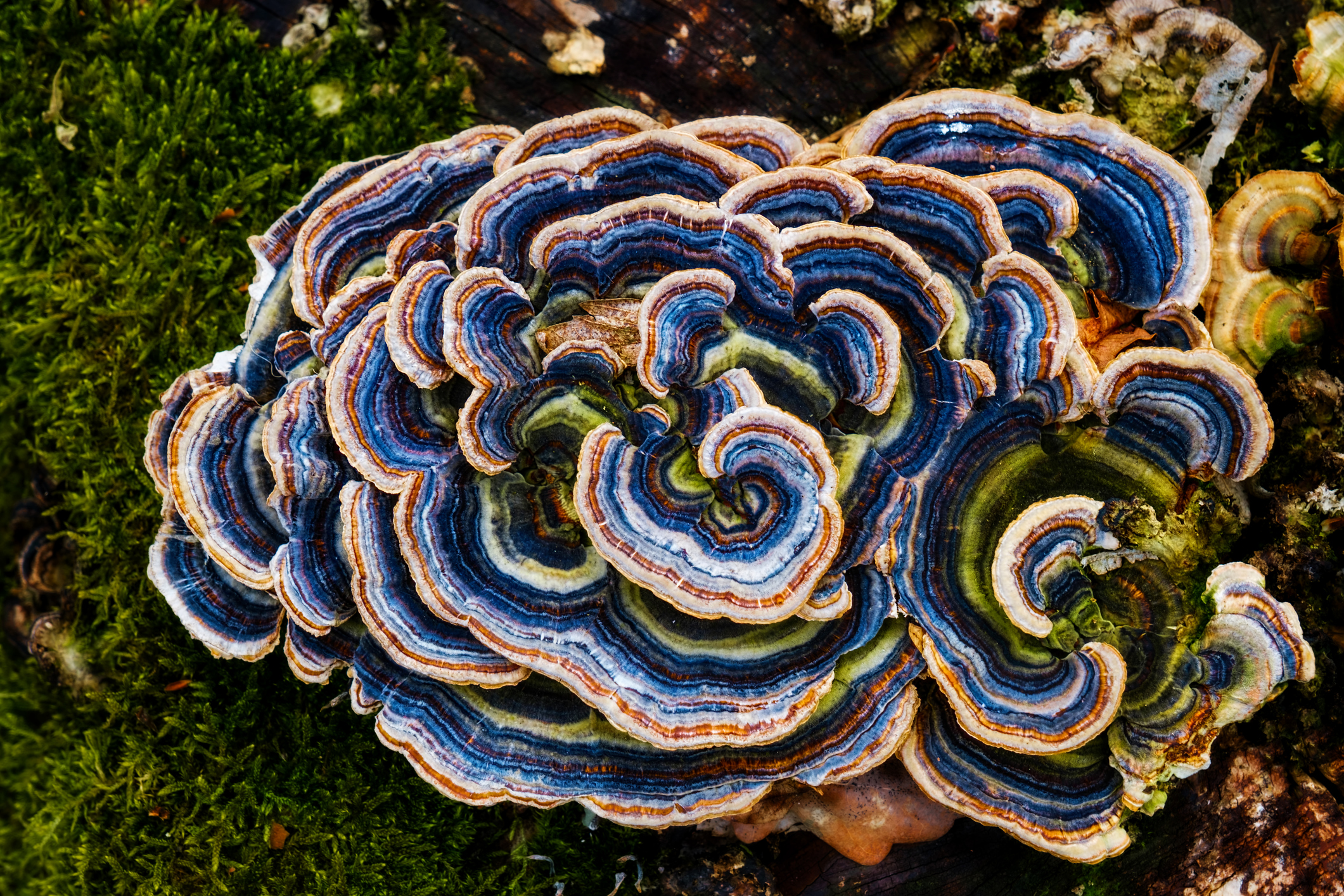 Turkey Tail mushrooms