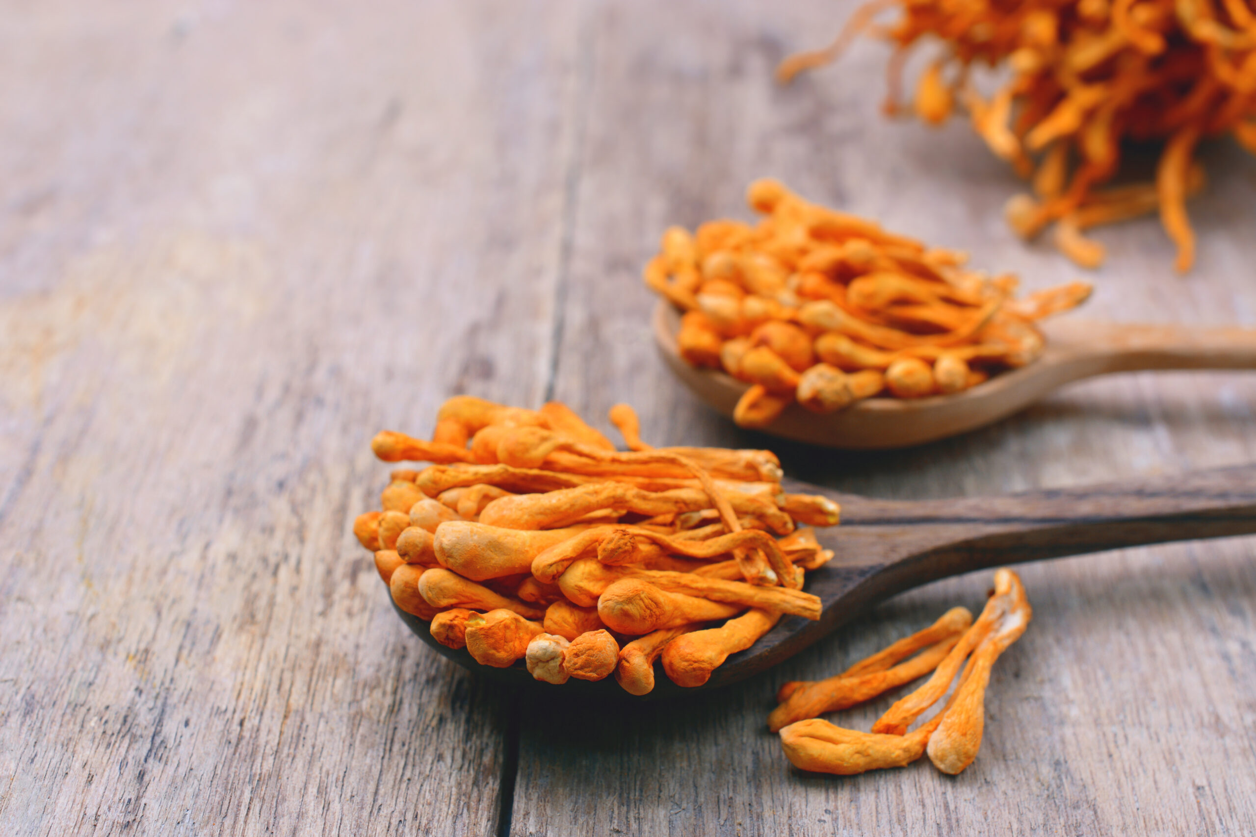 Cordyceps mushrooms