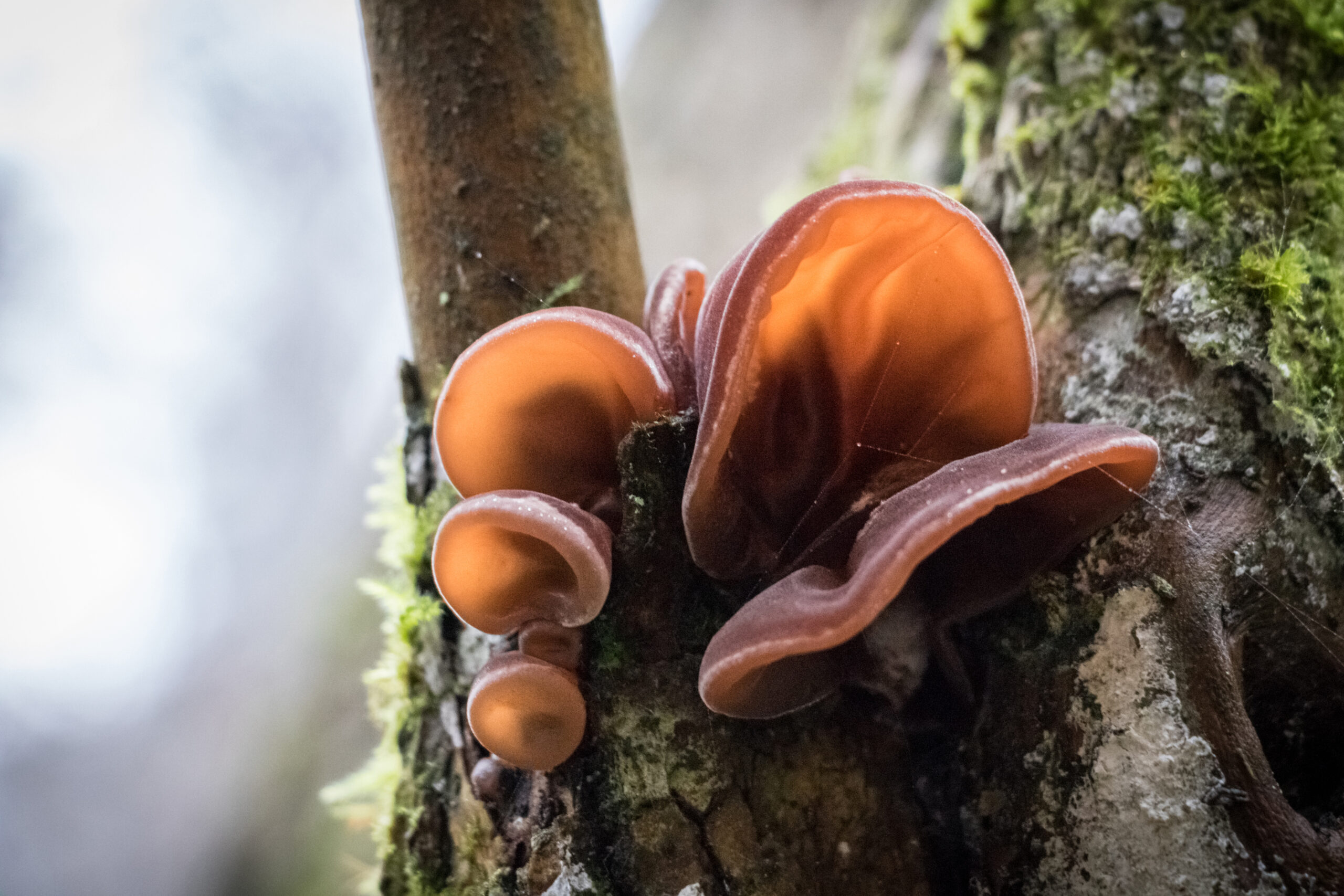 Auricularia mushrooms