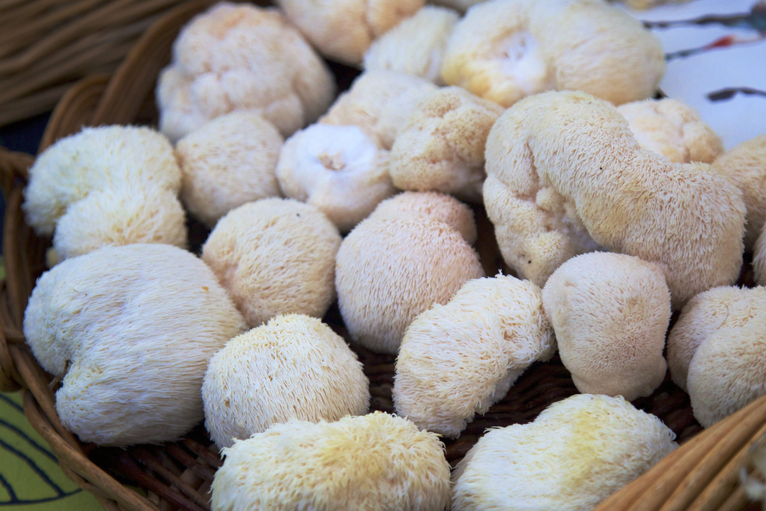 Lion's Mane mushrooms