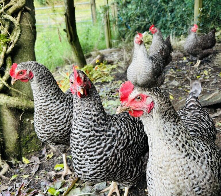 Of Chickens, Freedom and Risk... | Chuckling Goat