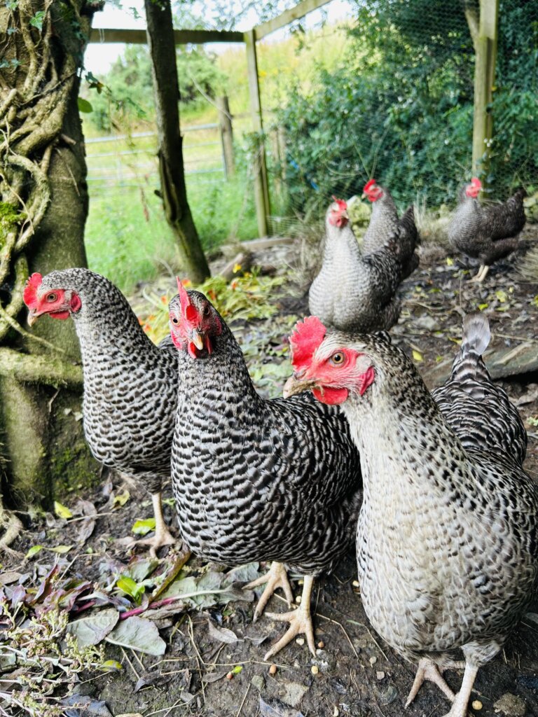 Of Chickens, Freedom and Risk... | Chuckling Goat