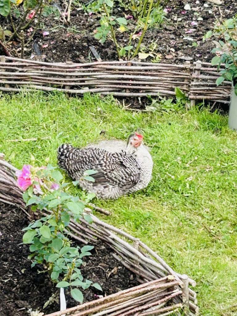 Of Chickens, Freedom and Risk... | Chuckling Goat