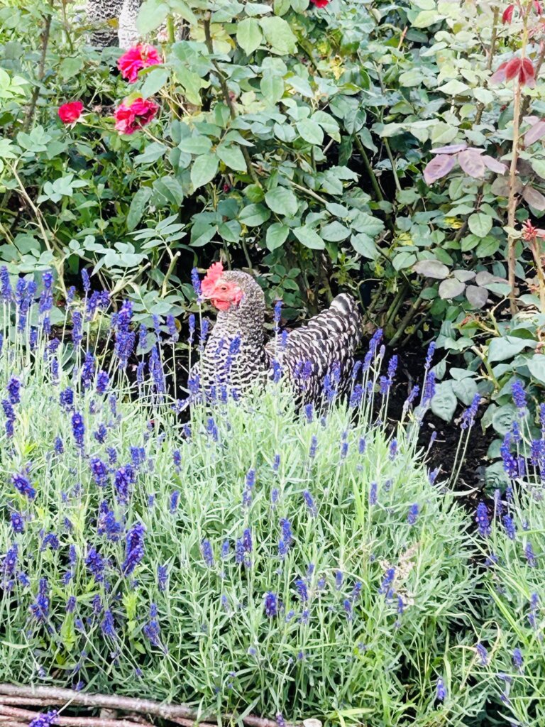 Of Chickens, Freedom and Risk... | Chuckling Goat