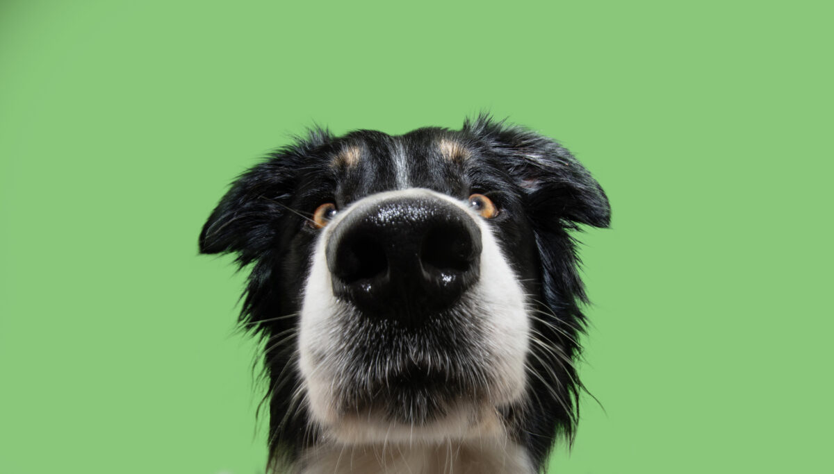 Funny close-up border collie puppy dog looking at camera. Isolated on green background