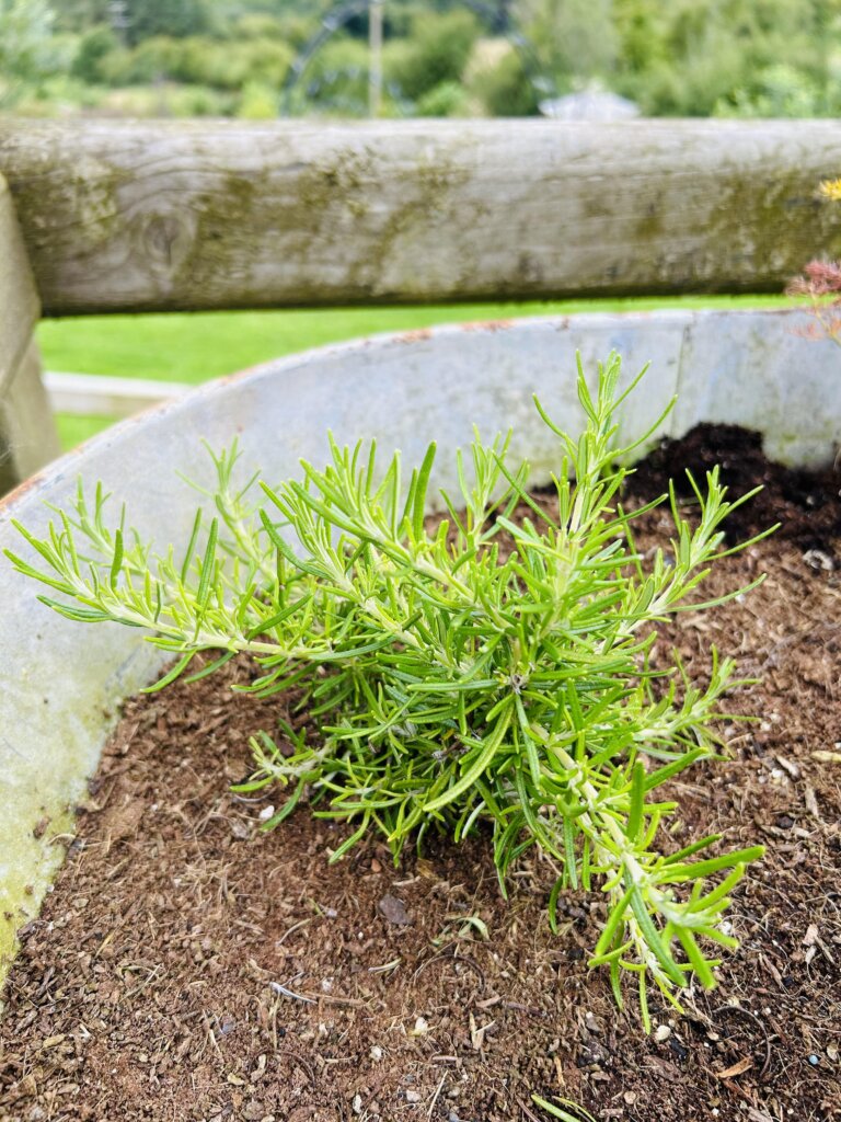 My favourite essential oil, and why... | Chuckling Goat