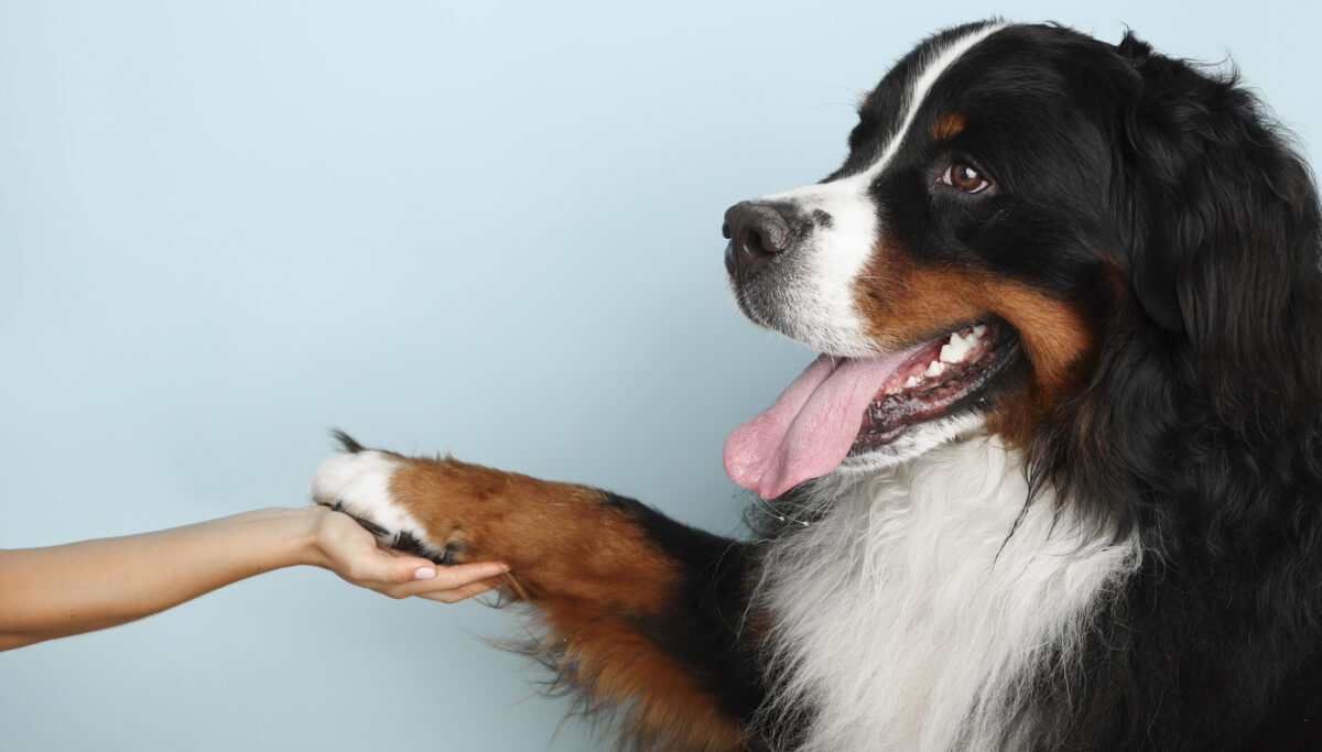 Bernese mountain dog on a pale blue background. Studio shot of a dog and a human hand on an isolated background. The dog gives a paw to the owner. The man holds the dog by the paw. Showing support.