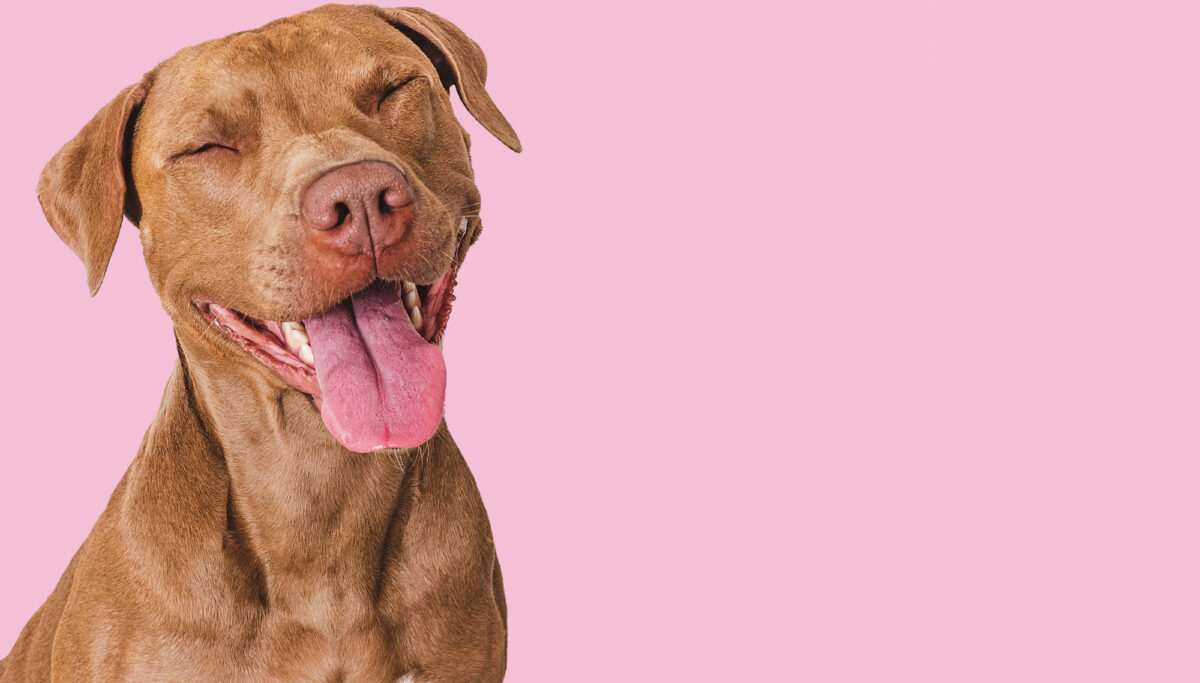 Dopamine detoxes & cortisol cleanses: science or social media hype? | Chuckling Goat