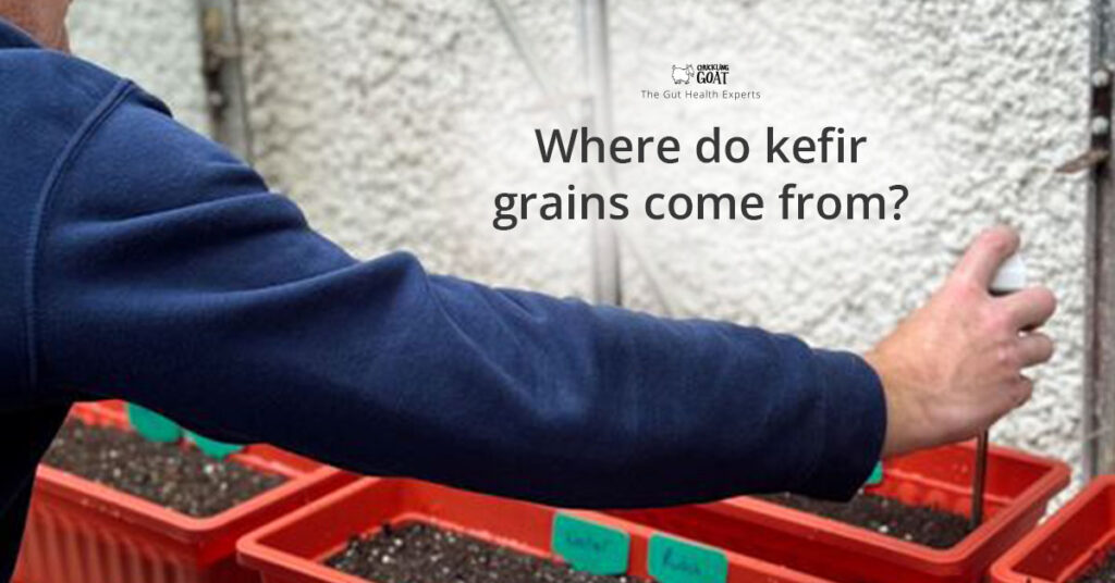Where do kefir grains come from?