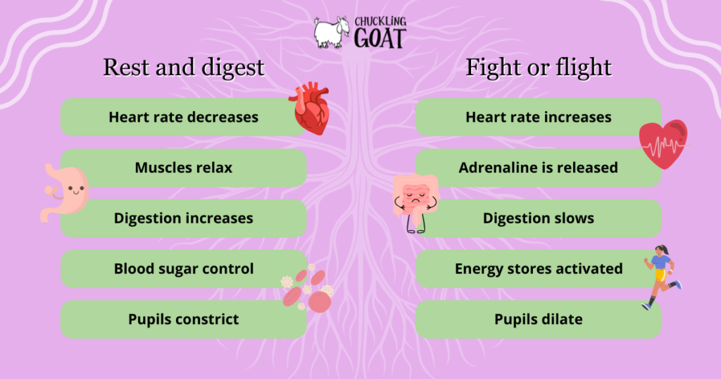 Image depicting differences between 'rest and digest' and 'fight or flight'. Pink background.