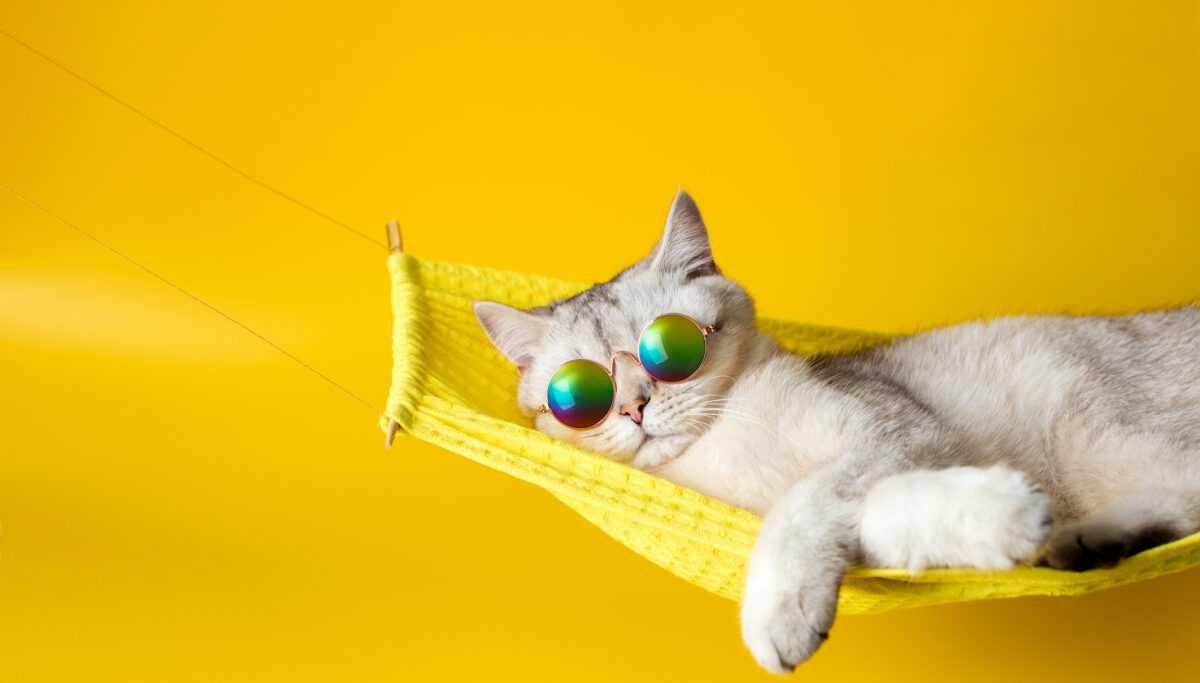 Cute white british cat wearing sunglasses on yellow fabric hammock, isolated on yellow background. Close up. Copy space