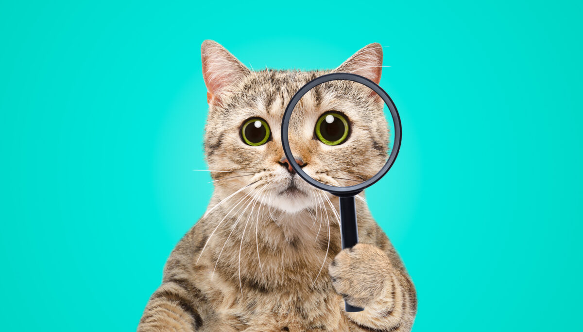 Portrait of a funny curious cat scottish straight looking through a magnifying glass on a blue background