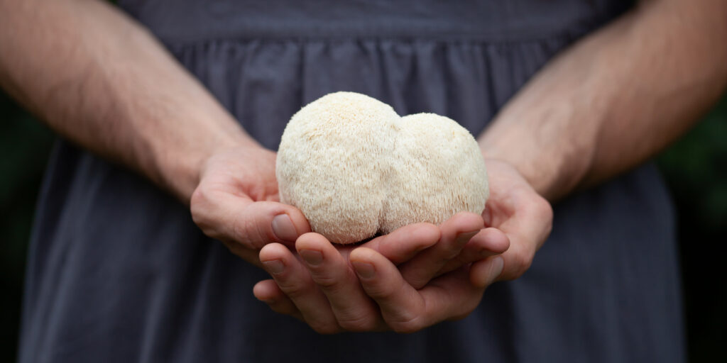 Lion's mane - Hericium erinaceus, medicinal mushroom contains diverse phytochemicals, including polysaccharides, such as β-glucan, hericenones and erinacines  - that promote nerve growth factor in human brain. White fruiting body is build from long spines, can be harvested for culinary use.