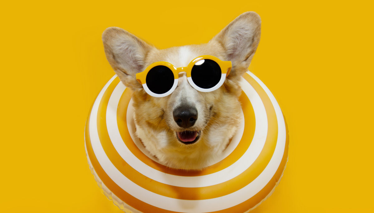 Summer dog. Funny corgi puppy going on vacations inside of a striped inflatable and sunglasses. Isolated on yellow background