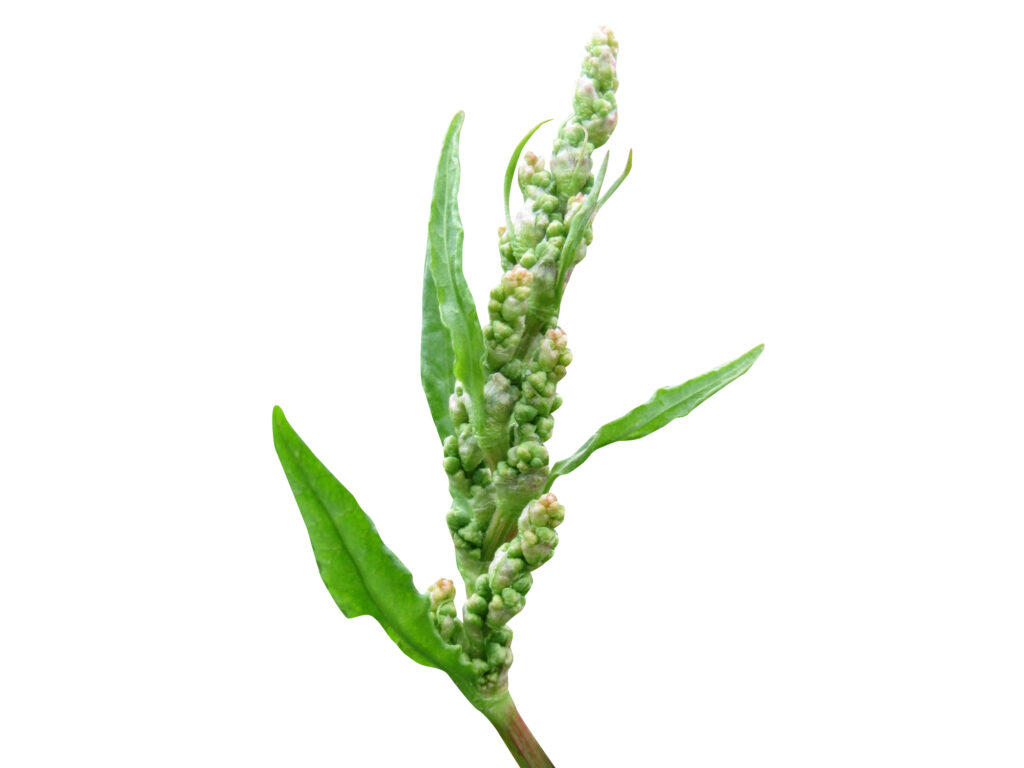 Image of Yellow dock root.