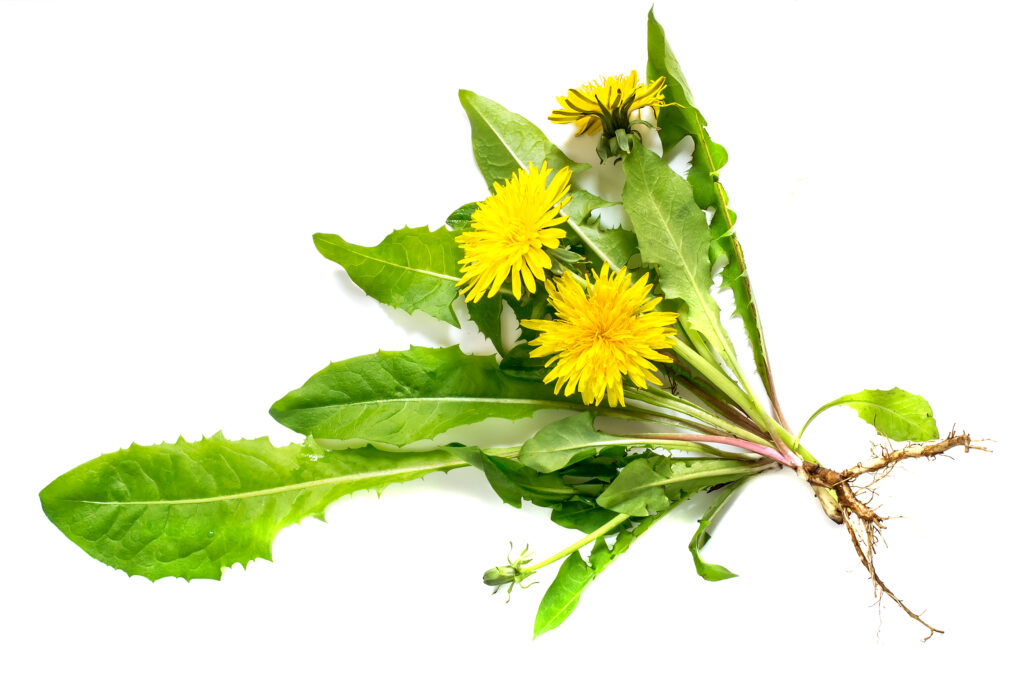 Image of Dandelion root.