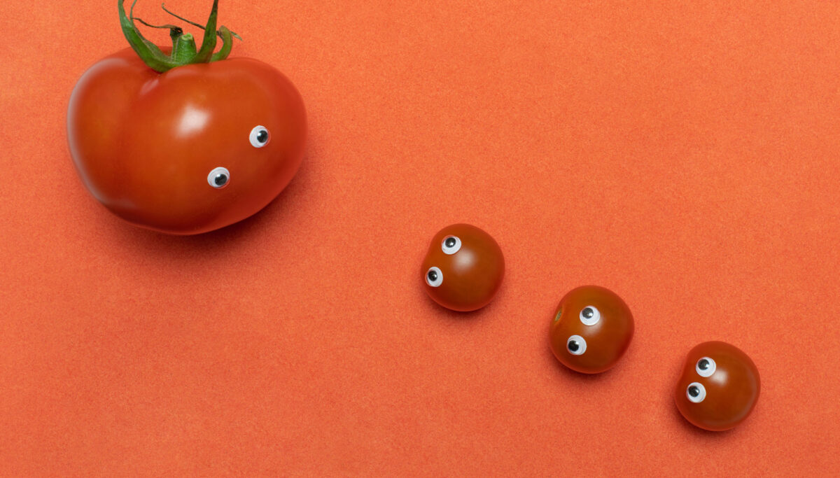 Tomatoes with eyes funny concept, copy space. Three fresh little cherry and one big hothouse tomato look at each other. Comparing tomatoes. Red background.