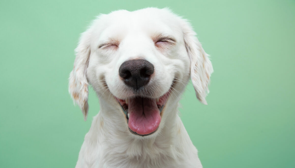 Happy smiling puppy dog expression, Isolated on green background