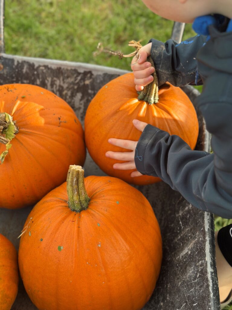 Little hands, BIG pumpkins 🎃 | Chuckling Goat