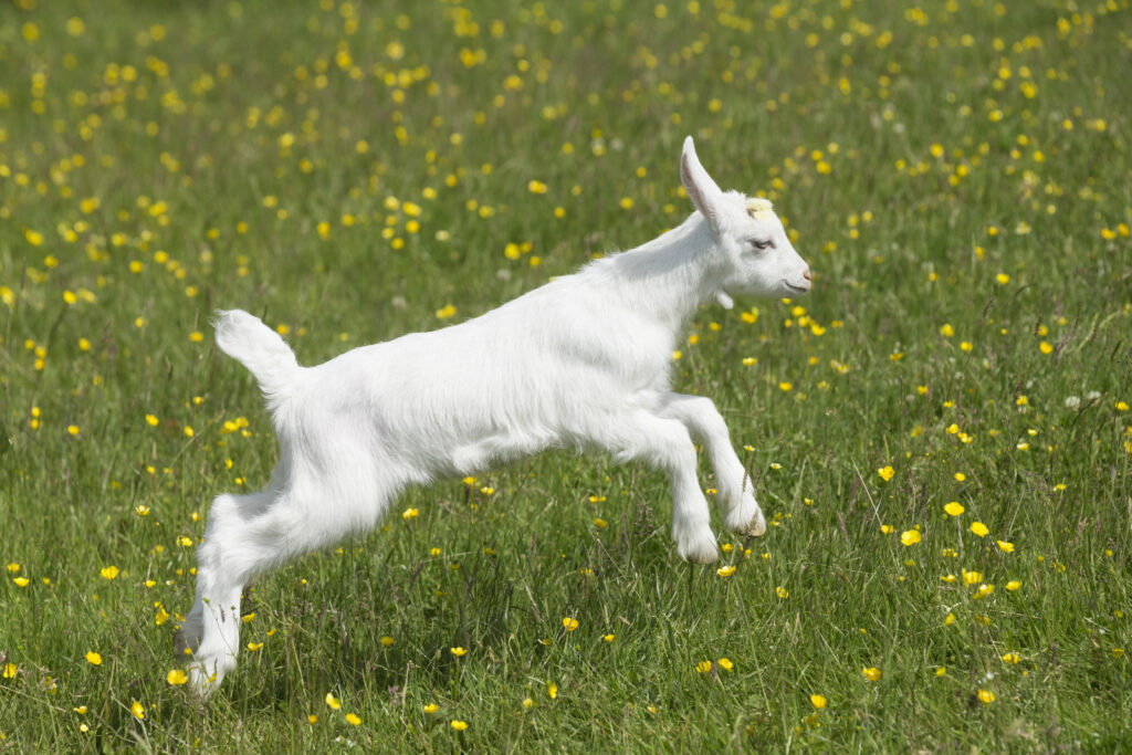 10 Lies Women Tell Themselves | Chuckling Goat