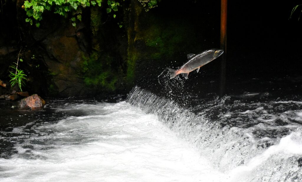 Swimming Upstream…