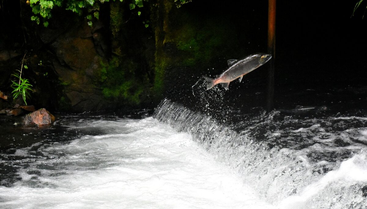 Swimming Upstream... | Chuckling Goat