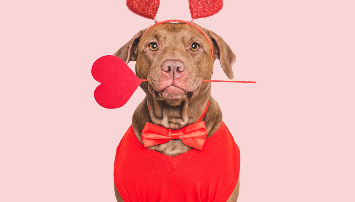 Happy Valentine's Day. Stylish, lovable dog, red heart and bow tie. Close-up, indoors. Studio shot.