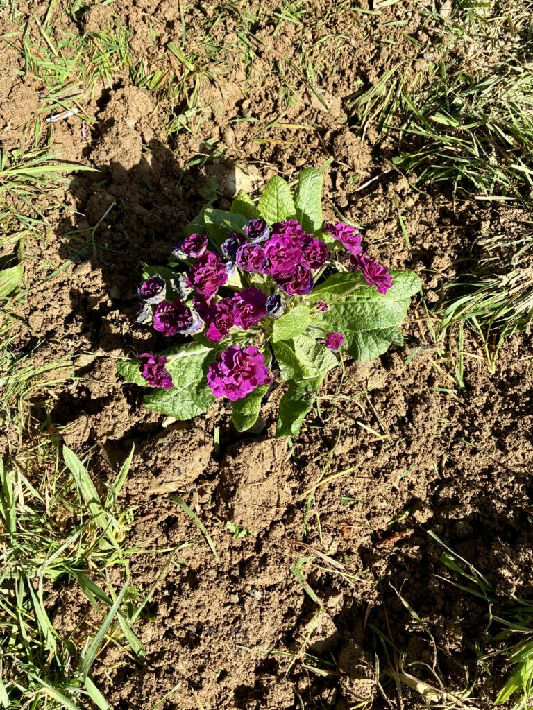 The Lady of Two Pitchers...Or, What Happened When My Chicken Died | Chuckling Goat