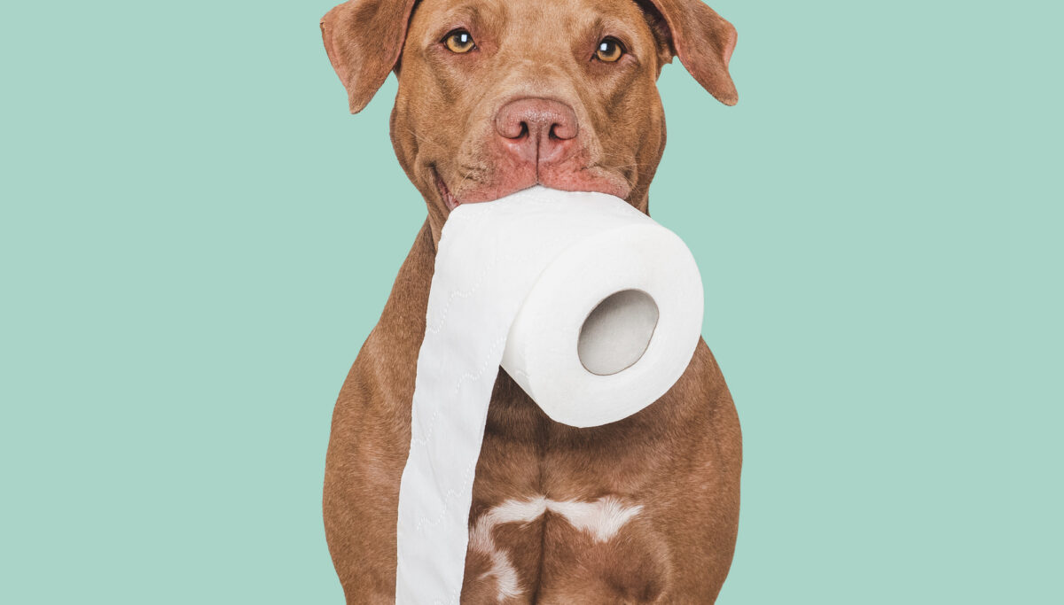 Cute brown dog holding a roll of toilet paper. Close-up, indoors. Studio shot.