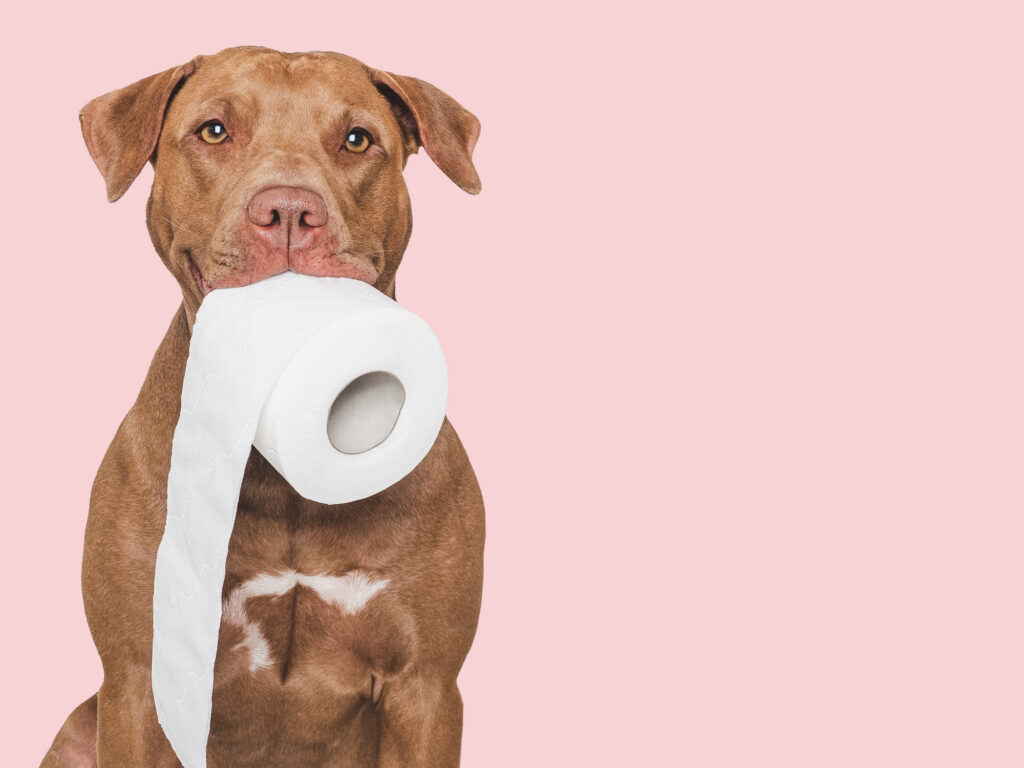 Gut transit time explained: How long it should take to ‘go’ & staying regular