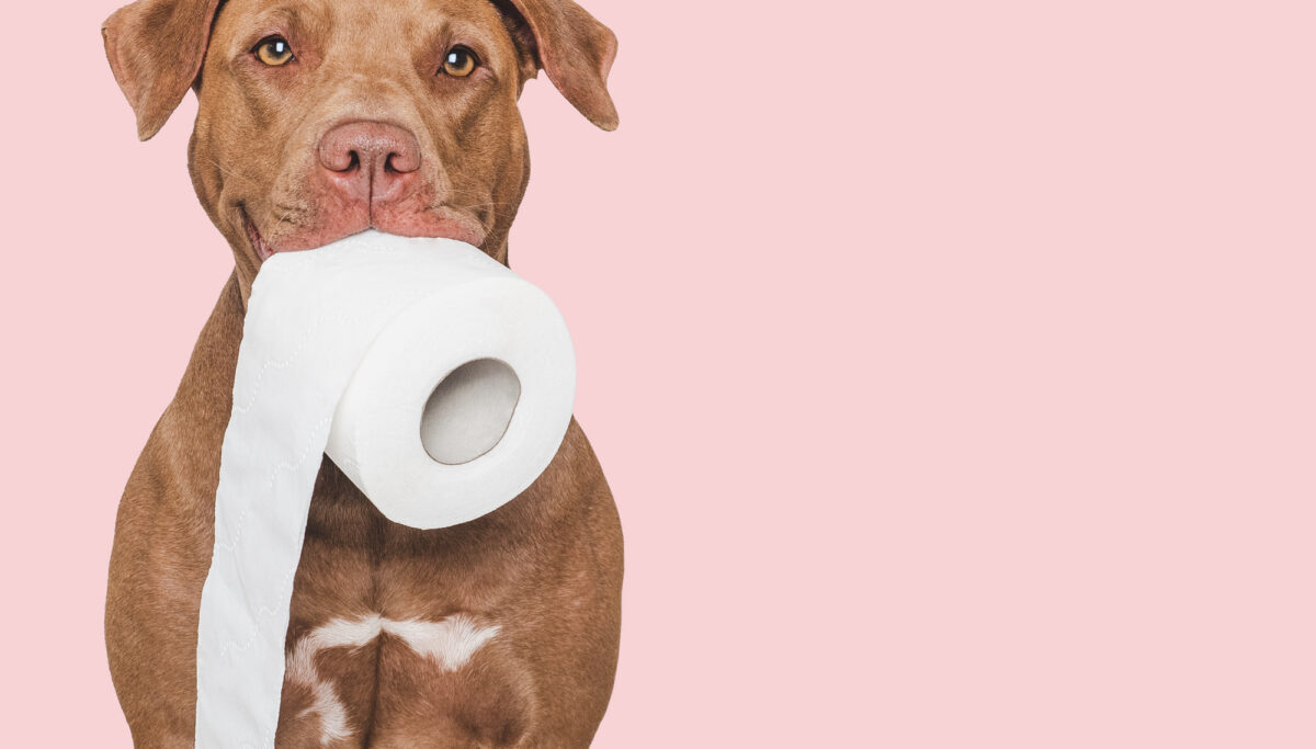 Cute brown dog holding a roll of toilet paper. Close-up, indoors. Studio shot.