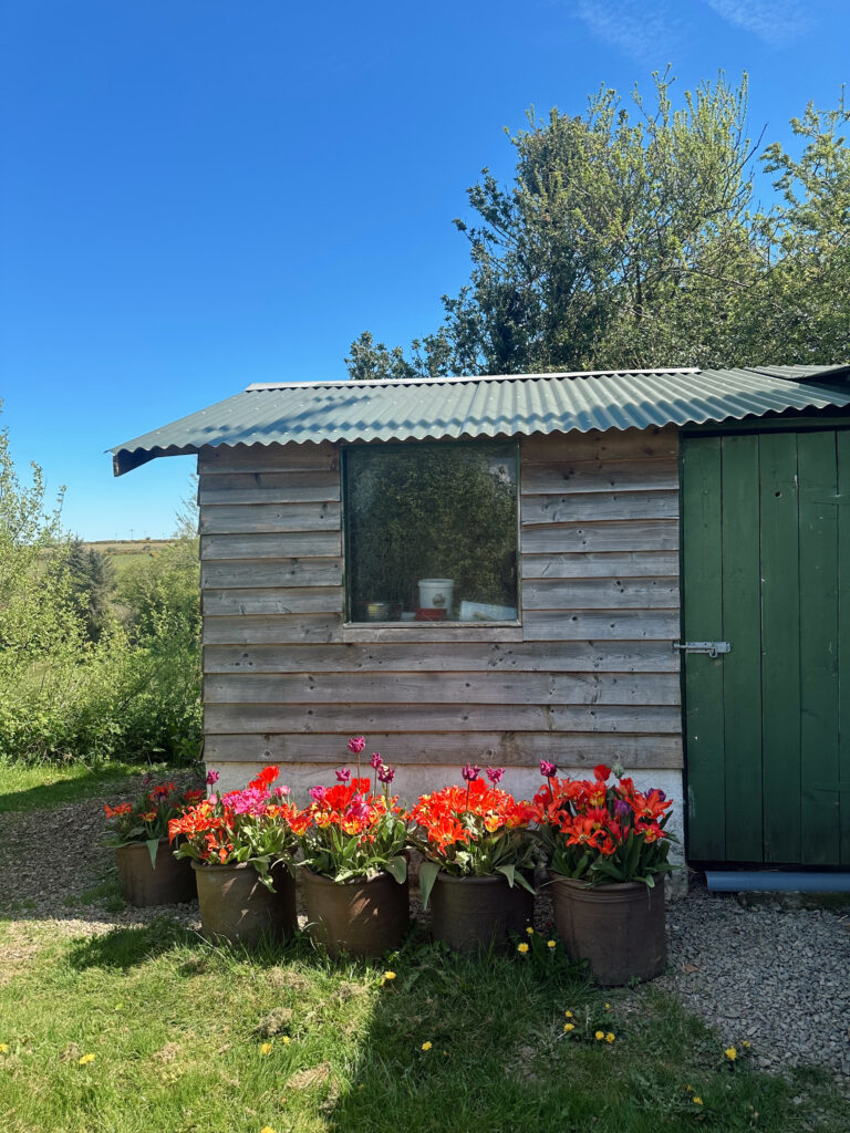 The little shed that could!