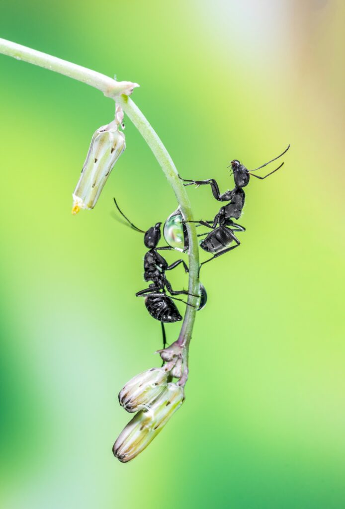 Saving Rich Part 3 – Or, What is the 26th Ant?
